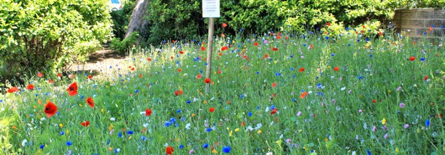 09 wild flower garden, Pembroke Dock, Ruth Livingstone