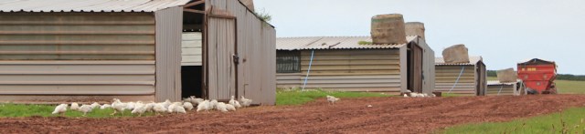10 chicken farms, above Sandy Haven, Ruth hiking in Wales