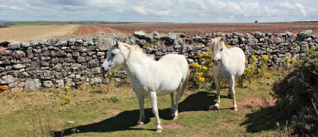 10 horses on the path, Ruth hiking in Pembrokeshire, Wales