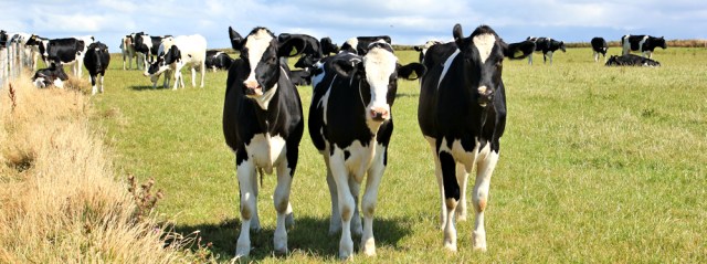 13 cows love Ruth, Wales