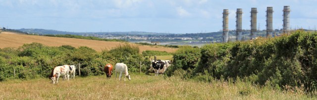 cow encounter, near Power Station, Ruth walking the Pembrokeshire Coast Path