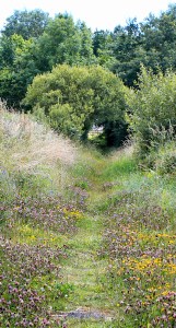19 old lanes, Ruth hiking in Pembrokeshire