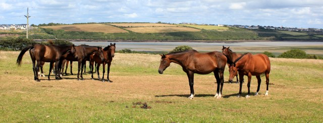 fields of horses, Ruth hiking to Pembroke on Coast Path