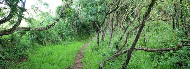 more woodland, Ruth walking to Pembroke