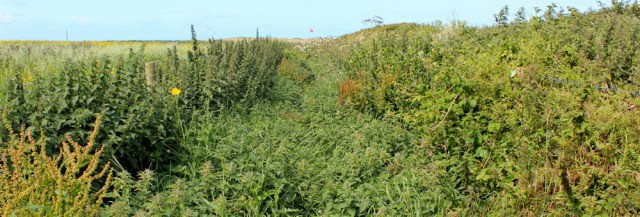 path of weeds, Pembrokeshire and Ruth's coastal walk