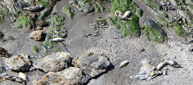  seals everywhere, Ruth walking the Pembrokeshire Coast Path
