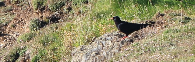 Chough, Ruth hiking in Wales