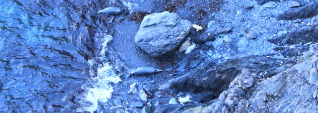 02 seals and pups, Ruth Livingstone in Wales