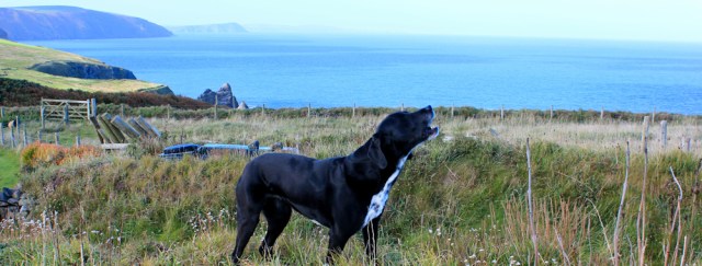 04 dog on cliff, Ruth walking the Pembrokeshire Coast