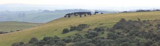 06 misty countryside with cows, Ruth Livingstone in Wales