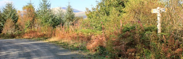 08 endless forestry road, downhill, Ruth walking in Wales