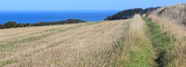08 field diversion, Ruth's coastal walk Ceredigion Coast Path
