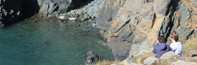 08 seal pup, below Strumble Head, Ruth's coastal walk in Wales