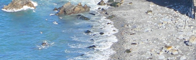 08 seals in Traeth Godir-coch, Ruth walking the Pembrokeshire Coast Path