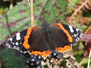 09 Red Admiral on blackberries