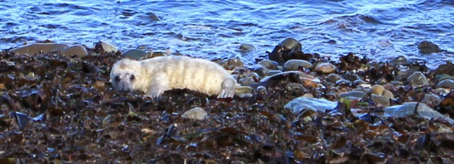 11 seal pup on beach, Ruth Livingstone in Wales