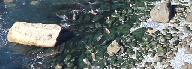 12 more seals, Ruth Livingstone in Wales