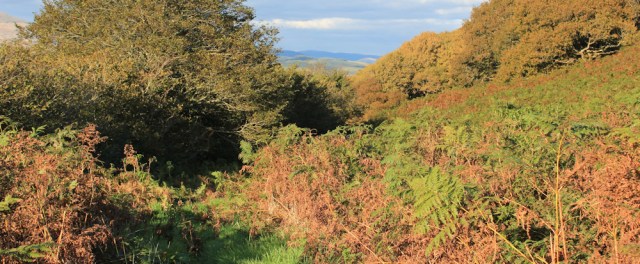 12 overgrown path, Craig Caerhedyn, Ruth trekking in Wales