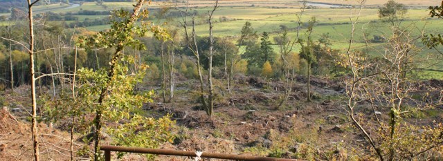 13 spoiled forest, Talgarth, Ruth walking the Wales Coast Path