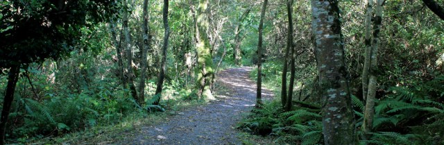15 Ceredigion Path through woodland, Ruth's coastal walk