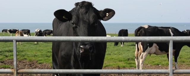 16 drooling cow, Ruth Livingstone