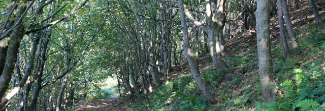 17 wooded slopes, Ruth following the Ceredigion Coast Path to Aberaeron