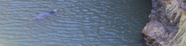 20 seal swimming in Witches Cauldron, Ruth in wales