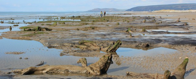 20 Submerged forest, Borth sands, Ruth Livingstone
