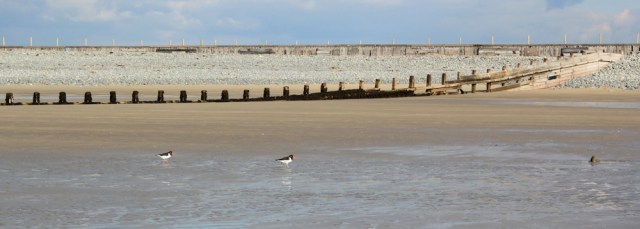 21 Borth Sands, oyster catchers, Ruth Livingstone trekking in Wales