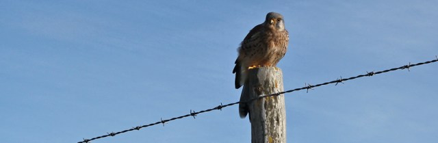 22 baby kestrel on post, Ruth Livingstone