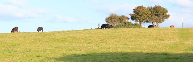 22 field of cows, Ruth walking into Parcllyn