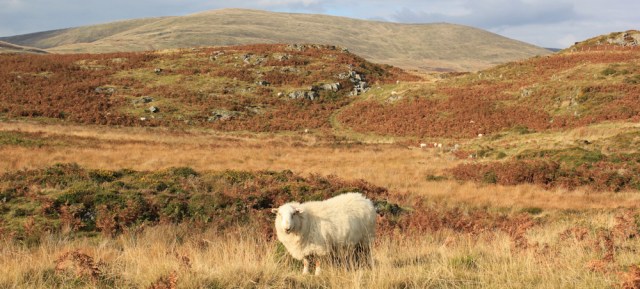22 sheep on the Panorama Walk, Ruth hiking above Aberdyfi