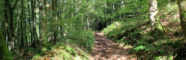 woodland walking, Ruth trekking in Wales