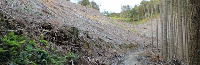  logging path, Ruth walking to Machynlleth
