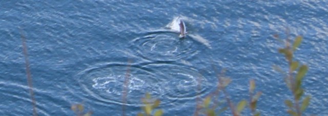 b13 dolphin, Ruth Livingstone