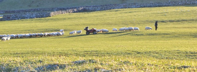 01 sheep breakfast, Ruth walking above Llwyngwril
