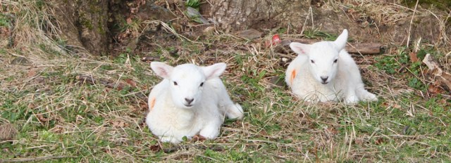 03 baby lambs, Ruth hiking in Wales