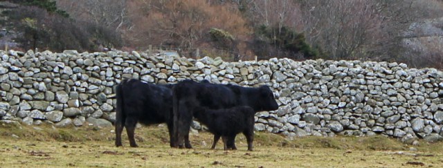 reason for the mud, cattle and calves, Ruth in Wales