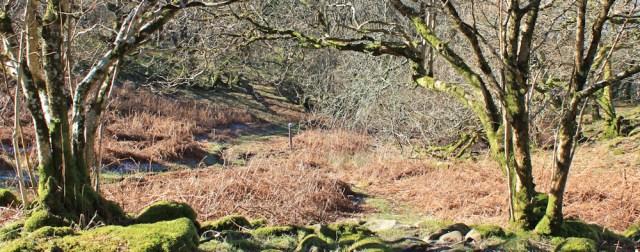 16 down through woods, Wales Coast Path, Ruth Livingstone