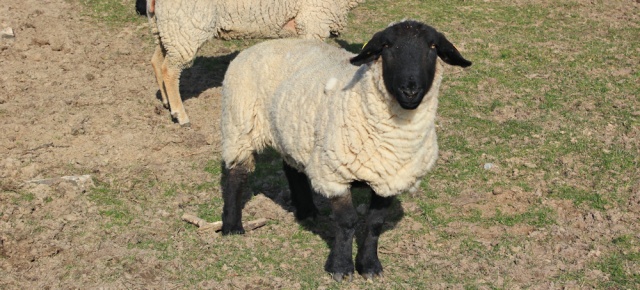 18 Welsh sheep, Ruth hiking