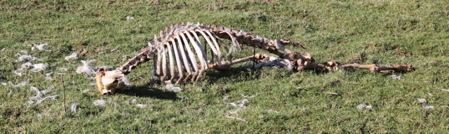 23a dead sheep, Ruth's coastal walk