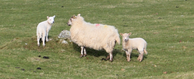 24 first lambs, Ruth in Wales