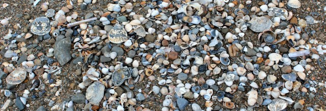 shells everywhere, Ruth walking the coast in wales