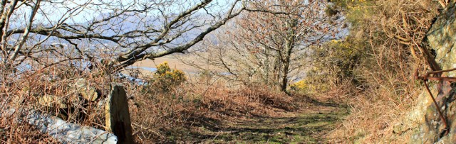 a06 woodland walk down to A497, Ruth in Wales