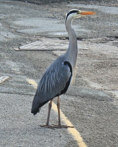01 heron in Aberdaron, Ruth Livingstone in Wales