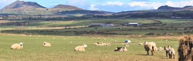07 fields of sheep, Ruth Livingstone in Wales