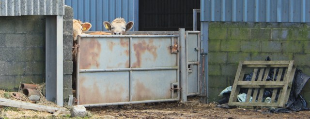 08 locked-away cows, Ruth on Llyn Peninsula