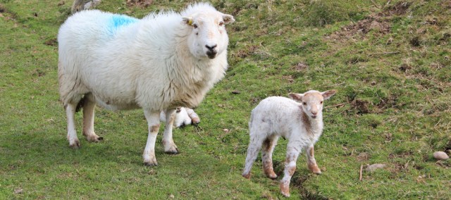 11 welsh sheep, Ruth Livingstone