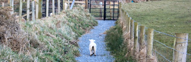 21 lamb running between fences, Wales