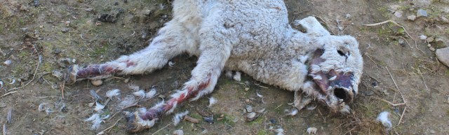 22 dead lamb number 2, Ruth hiking in Wales